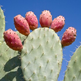 cactusvijg-280x280